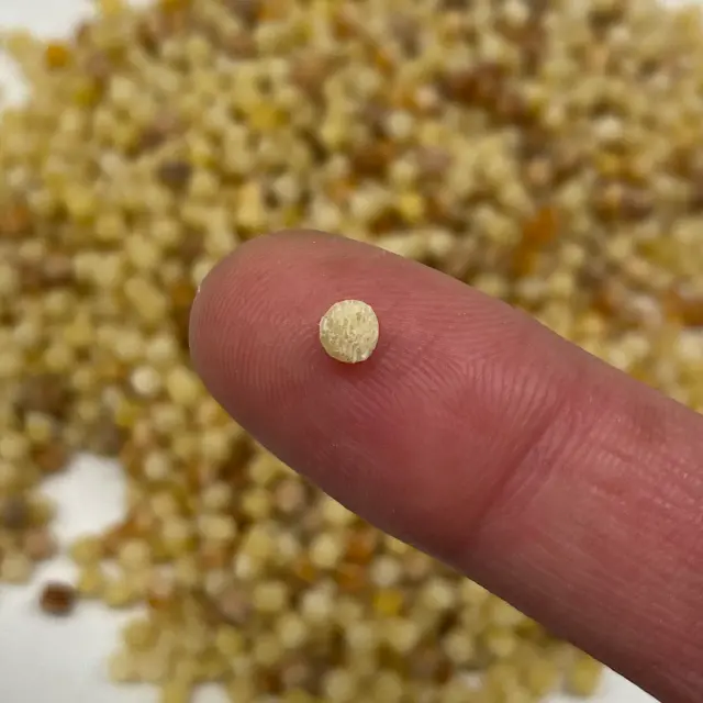 A close up shot of Fregola held between fingers