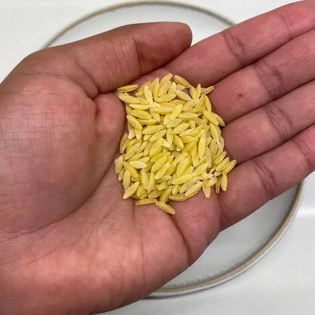 Orzo in a hand